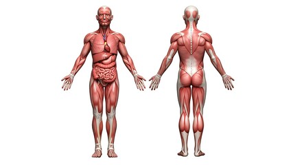 Human Body Anatomy Illustration Muscular and Skeletal Systems
