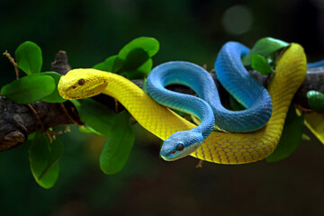 Trimesurus insularis, pit viper snakes on the branch