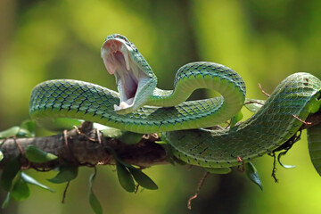 Hagens pit viper snakes on the branch