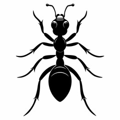 black and white spider