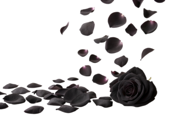 rose petals on white background, black rose petals on transparent background