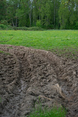 After a rainfall, tire tracks are clearly seen leading into a vibrant agricultural field, framed by...