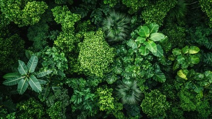 Lush green forest canopy