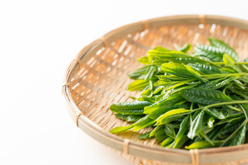 新茶　茶葉