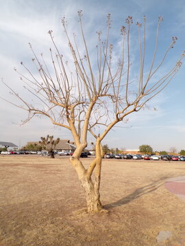 Arbol de Aguascalientes