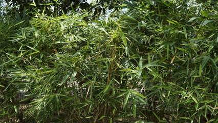 A bunch of green bamboo leaves with yellow stems in a garden
