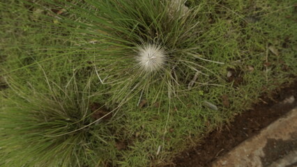 A white flower with green grass in a garden during the day
