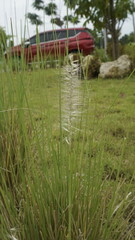 A white flower with green grass in a garden during the day
