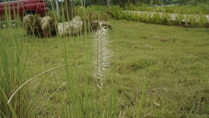 A white flower with green grass in a garden during the day
