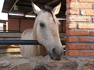 Caballo en una granja
