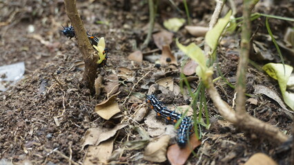 Two black caterpillars are walking on the ground during the day
