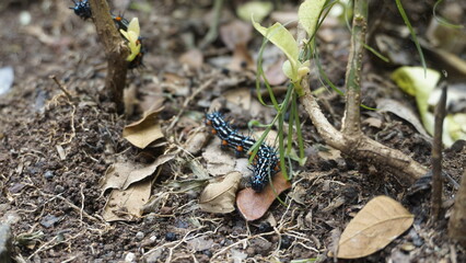 Two black caterpillars are walking on the ground during the day
