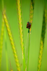 Black and Orange Butterfly Resting on Grass Blade
A small black and orange butterfly perched delicately on a green grass stem in a bright, blurred natural background.
