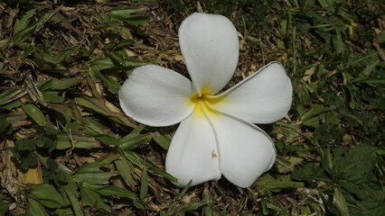 A flower with beautiful white petals and located on top of a green grassy garden
