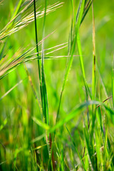 Close-Up of Tall Green Grass in Sunlight
Bright, fresh green grass blades captured in soft focus with natural sunlight, evoking a vibrant and peaceful spring mood.
