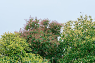 Flowering bush smoke tree of red cotinus coggygria. Beautiful fluffy flowers skumpiya tanning from the anacardiaceae family. Woody deciduous garden plant. Tannin for obtaining yellow dye. Smoke bush.