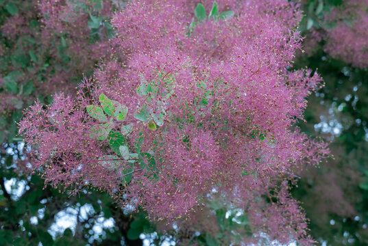 Flowering bush smoke tree of red cotinus coggygria. Beautiful fluffy flowers skumpiya tanning from the anacardiaceae family. Woody deciduous garden plant. Tannin for obtaining yellow dye. Smoke bush.