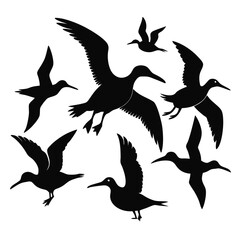  set of Albatross shilhotee vector with white background