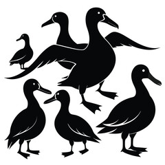  set of Albatross shilhotee vector with white background