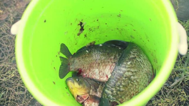 A closeup of freshly caught fish lying in a bucket.