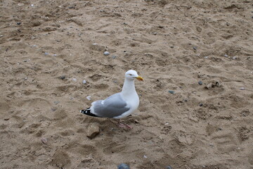 Seagull on the beach, waiting for food to be given by the walkers