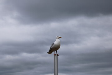 Obraz premium Seagull sitting at the top of post. Dark clouds behind him