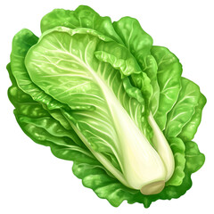 Fototapeta premium Crisp Green Lettuce Clipart – wight Background, Perfect for Recipes or Ads. leafy green clipart, raw vegetable, lettuce for recipes, organic lettuce, diet food visual, lettuce artwork, healthy eati