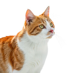 Obraz premium Ginger white cat png domestic feline png cute kitty png white background image