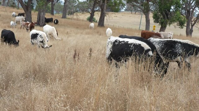 livestock in a meadow, sustainable carbon neutral farming being practiced. regenerative raised cows in a field. agricultural technology innovation.	
