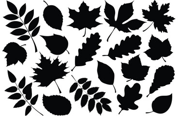 Varied Leaf Silhouette Collection