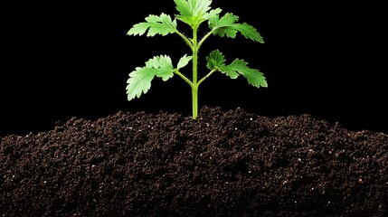 Young Sprout Emerges: Vibrant Green Plant Growing from Rich Soil, Isolated on Black Background, Symbolizing New Life and Growth.