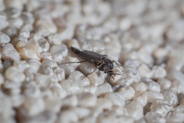 little dark non-biting midges Metriocnemus eurynotus on the wall
