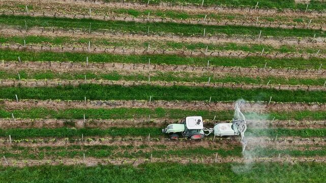 Tractor sprays insecticide or fungicide in vineyard, traveling. High quality 4k footage