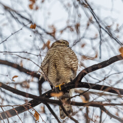A Eurasian sparrowhawk perched on a branch of a tree outdoors.