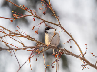 Cute bird the willow tit, song bird sitting on a branch without leaves in the winter.