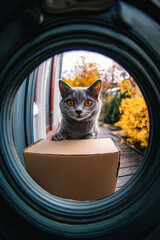 Obraz na płótnie Canvas Cat curiously peeks through a small peephole at an autumn setting outside