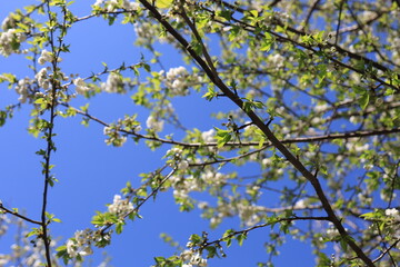 Fototapeta premium Cherry tree branches are in bloom with a clear sky in the background. Springtime.