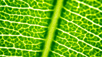 Cell Structure View of Leaf Surface Showing Plant Cells For Education. Leaf in Macro Shot Background. Bright Green Leaves of Plant or Tree With Texture and Pattern Close Up