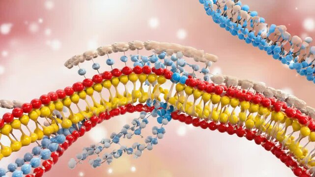 Colorful phospholipid bilayer forming a cell membrane structure with heads and tails for science or biology educational concepts.