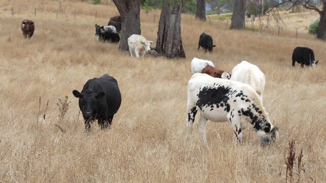livestock in a meadow, sustainable carbon neutral farming being practiced. regenerative raised cows in a field. agricultural technology innovation.	
