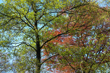 Fototapeta premium Trees display vibrant colors in a beautiful park during springtime, with fresh green leaves and hints of red foliage under clear blue skies