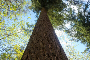 Fototapeta premium Tall tree towering over forest with blue sky peeking through green leaves during daytime in a tranquil natural setting