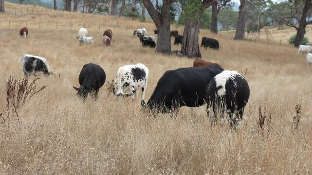 livestock in a meadow, sustainable carbon neutral farming being practiced. regenerative raised cows in a field. agricultural technology innovation.	
