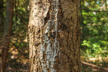 Unique texture and patterns of a tree bark in a lush forest on a sunny afternoon showcasing nature's artistry