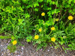 Beautiful a nice wide view. Blue sky. Field of dandelion flowers and grass.  dandelion. 