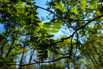 Sunlight filters through lush green leaves in a serene forest during the day