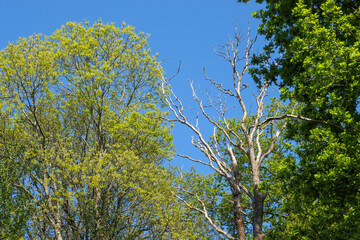 Vibrant green trees contrast with barren branches against a clear blue sky