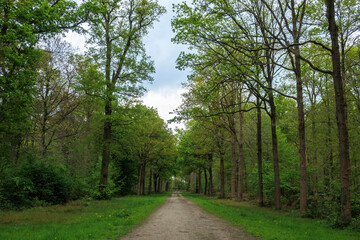 Picturesque tree-lined path through a lush green forest under a partly cloudy sky in the late spring season
