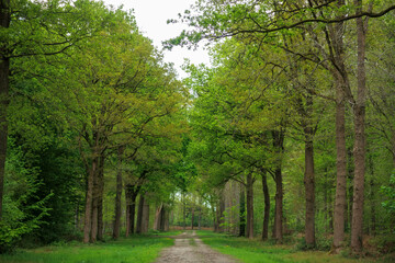 Lush green forest path winding through tall trees in springtime, illuminated by soft natural light