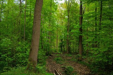 Obraz premium Lush green forest pathway lined with towering trees and vibrant undergrowth in late spring afternoon